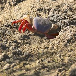 Land crab - also quite shy